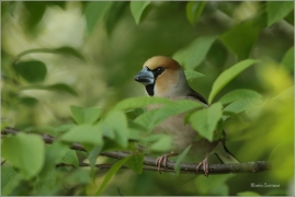 <p>DLASK TLUSTOZOBÝ (Coccothraustes coccothraustes) Šluknovsko - Jiříkov ---- /Hawfinch - Kernbeißer/</p>